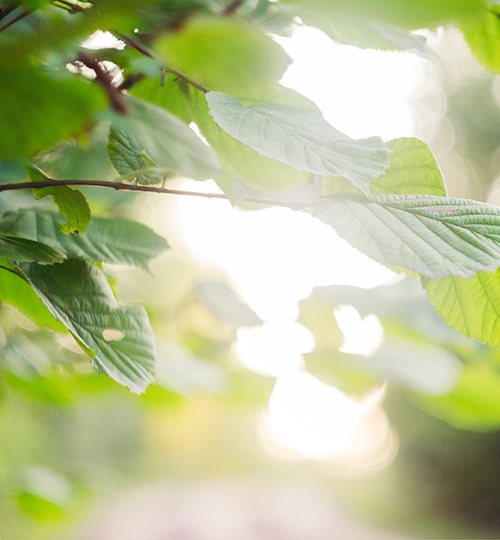 Nature leafs