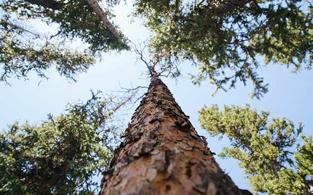 Trees growing